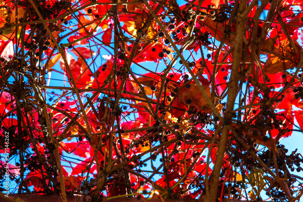 Fototapeta premium Red bright autumn leaves and intertwining branches against the blue sky, view from below.