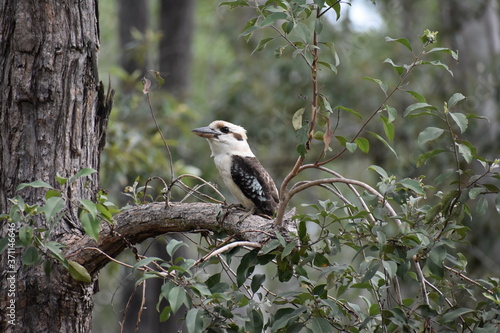 kookaburra
