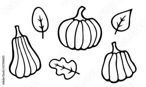 Halloween Thanksgiving pumpkins and leaves set. Hand drawn black doodle elements for postcard poster of autumn holiday invitation coloring page. Stock vector illustration isolated on white background.