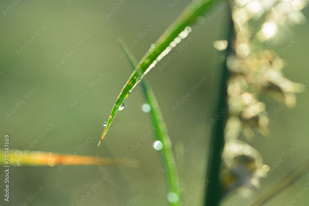 Soft focus grass with morning dew Soft focus grass with morning dew