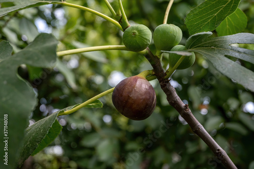 Figs on a branch. Green branches of a fig tree.