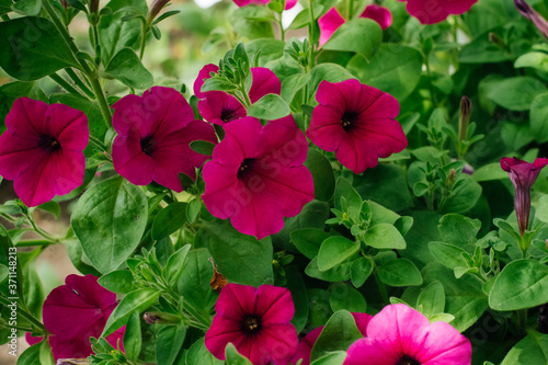 Colorful and bright blooming Petunia flowers  Petunia hybrida . Flowers for hanging planters. Garden flowers. Gardening. Beautiful flowers in summer. Floriculture