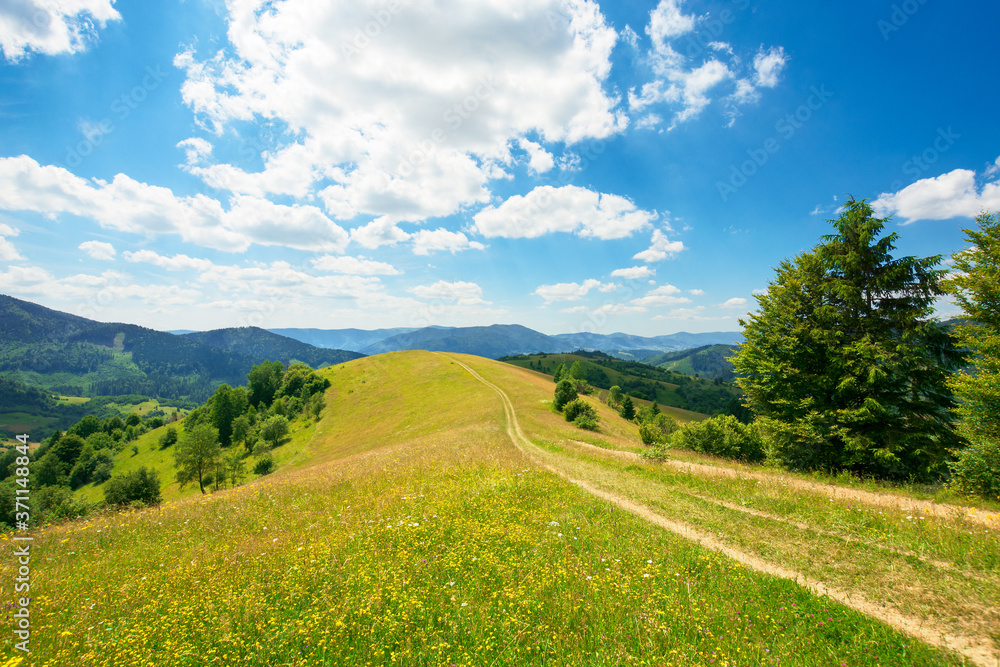 rural landscape on a summer day. dirt road in the grassy fields and rolling hills. fluffy clouds on a blue sky beautiful scenery of mountainous carpathian countryside