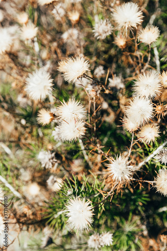 Autumn landscape, nature background. Dried and yellow flowers in sunlight.