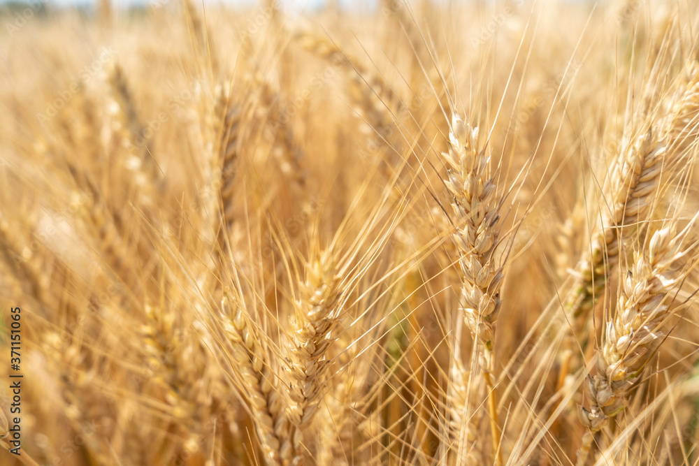 Ripe wheat field, spikelets of wheat