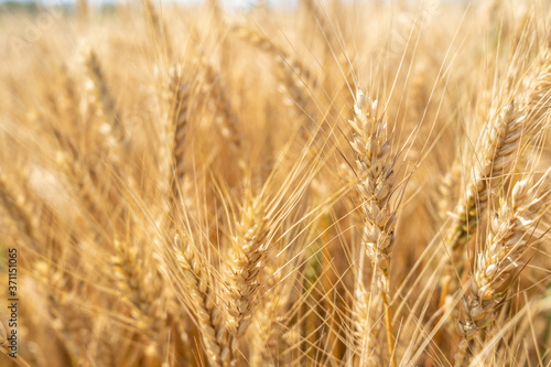 Ripe wheat field, spikelets of wheat