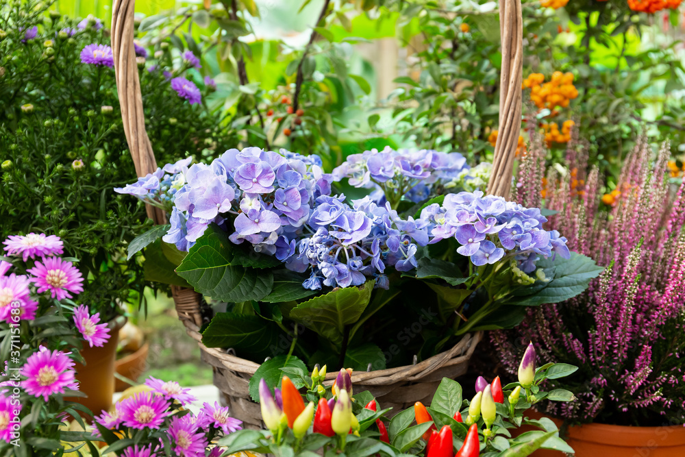 Blue flowers on a background of flowering plants.