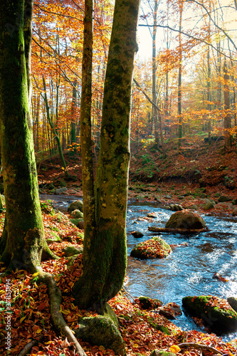 trees on the bank on the mountain river. forest stream among the forest in colorful foliage. sunny autumn weather