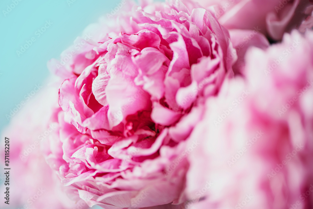 Wedding, birthday, anniversary bouquet. Pink peony flower on blue background. Copy space. Trendy pastel floral composition. Woman day, Mother's day. Macro of peonies flowers Wedding, birthday, anniversary bouquet. Pink peony flower on blue background. Copy space. Trendy pastel floral composition. Woman day, Mother's day. Macro of peonies flowers