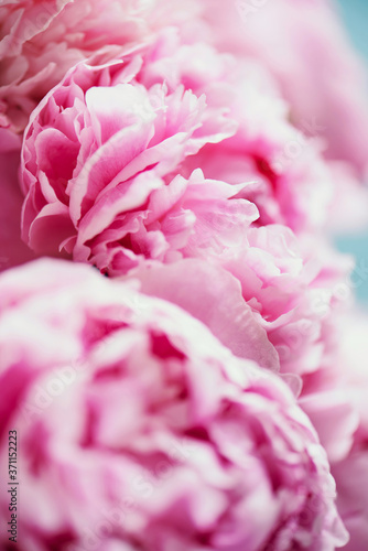 Pink peony flower on blue background. Copy space. Floral composition. Wedding  birthday  anniversary bouquet. Woman day  Mother s day. Macro of peonies flowers