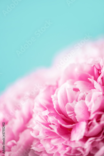 Creative layout with white roses, lily, gerbera, paper heart over red background. Top view, flat lay. Spring, summer or garden concept. Flowers for Woman day. Banner