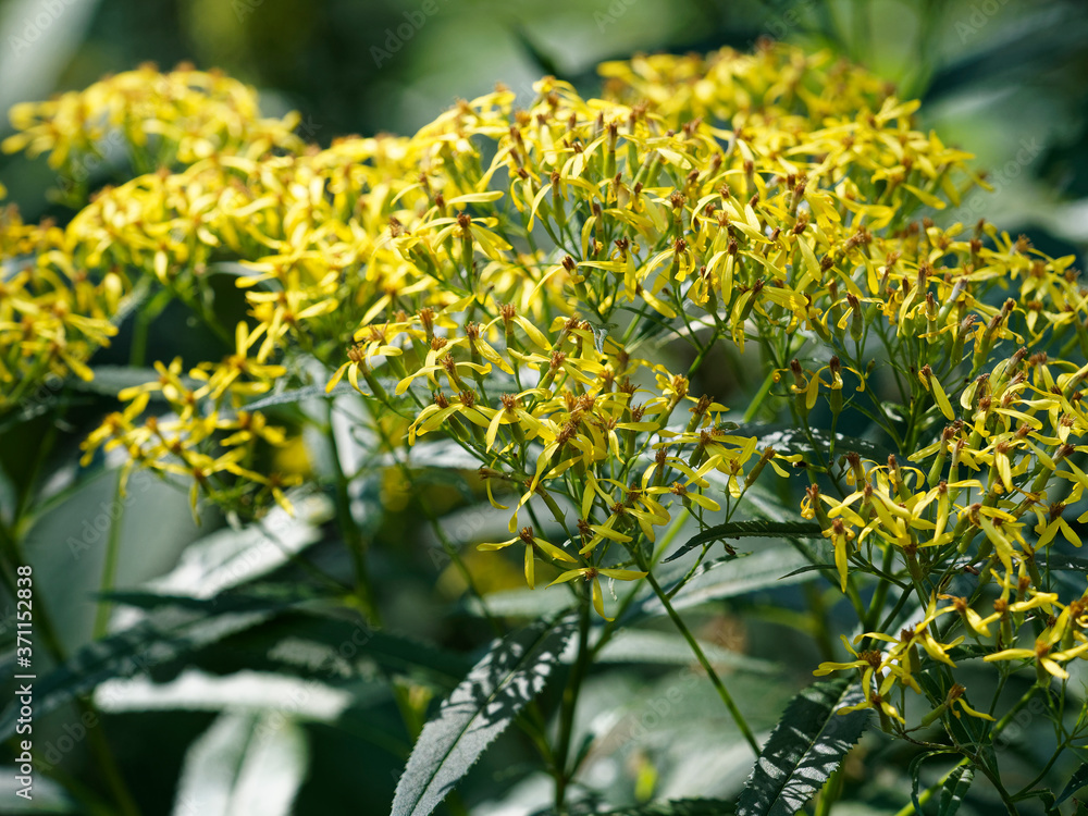 Obraz premium Solidage verge d'or (Solidago virgaurea) plante sauvage aux grappes de fleurs jaunes en panicules rayonnates sur tiges dressées, formes naines de forêt en montagne