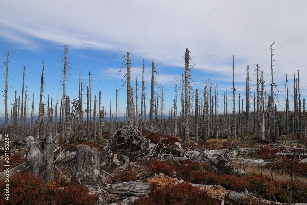 tree skeletons on the Plechy mountain tree skeletons on the Plechy mountain