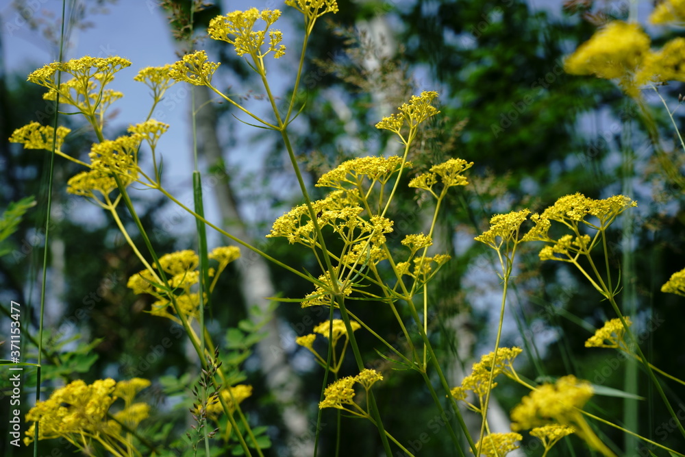 オミナエシの黄色い花が咲く日本の夏