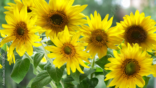 sunflowers in the rays of sunlight