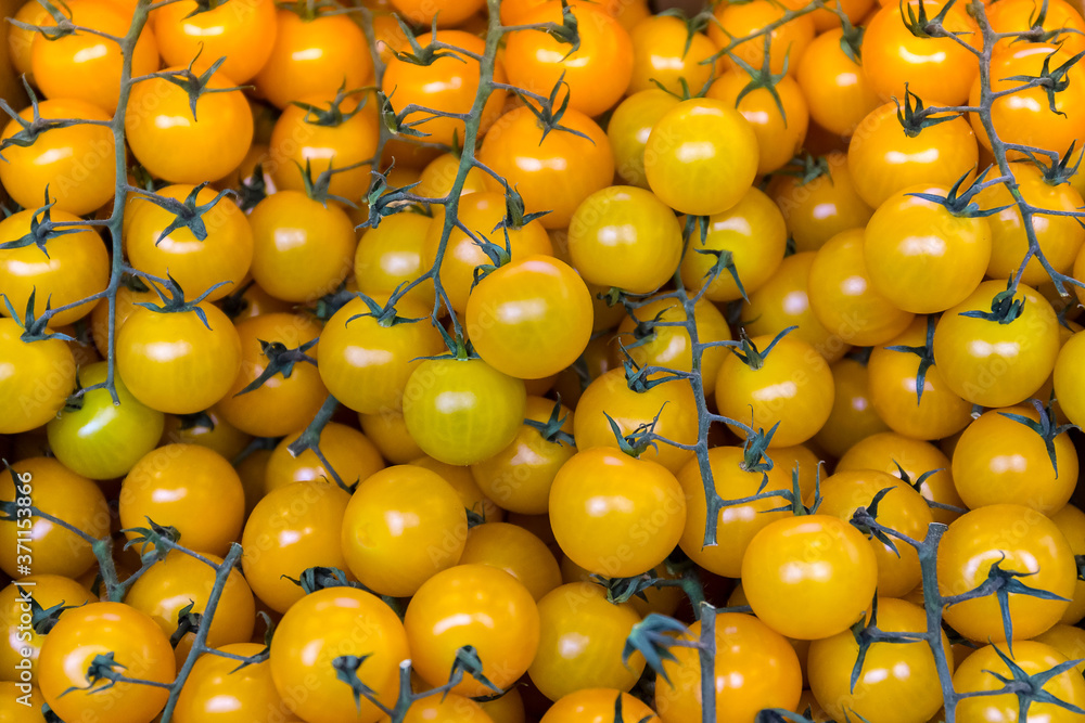 The cherry tomatoes on the branches. The cherry tomatoes on the branches.