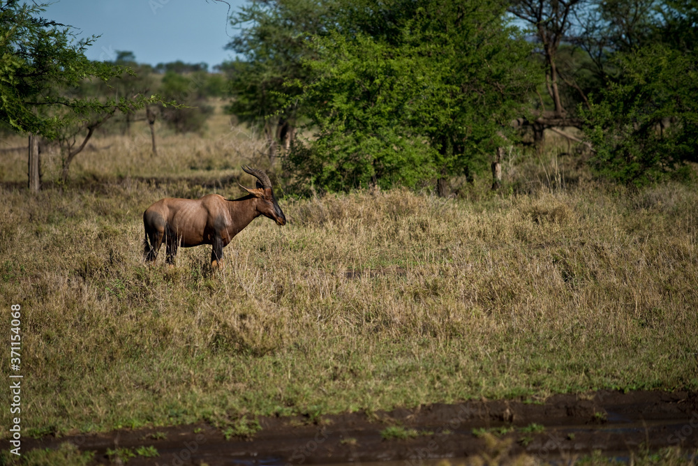 Obraz premium Topi in Serengeti, Tanzania