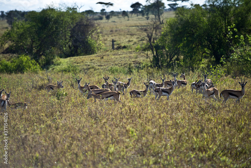 Fototapeta Naklejka Na Ścianę i Meble -  Thomson Gazelles in Serengeti, Tanzania