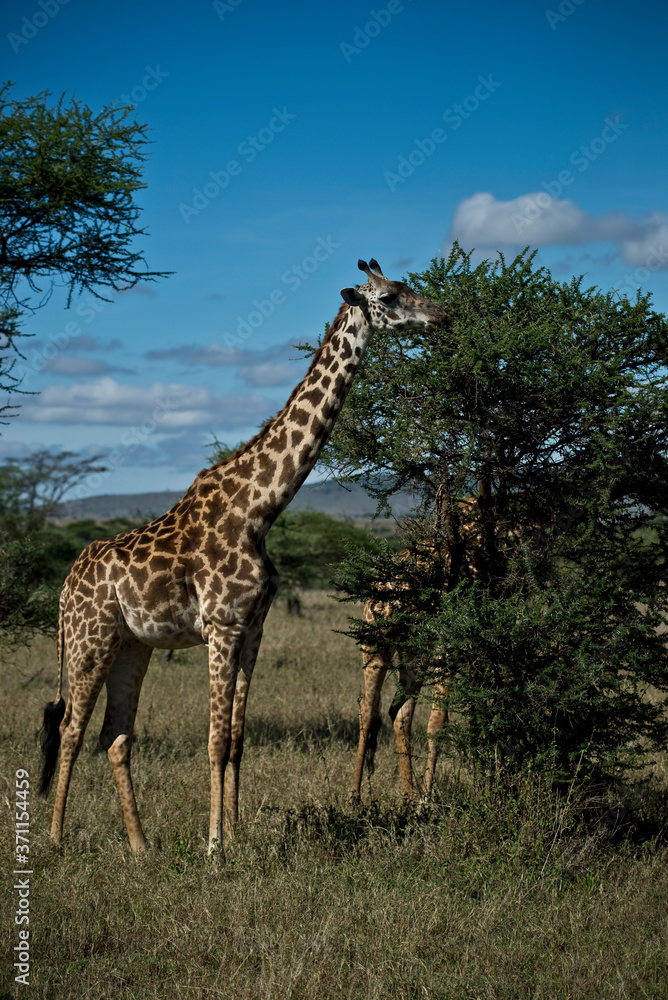 Giraffe grazing in the serengeti, Tanzania Giraffe grazing in the serengeti, Tanzania