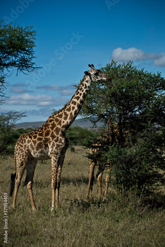 Giraffe grazing in the serengeti  Tanzania