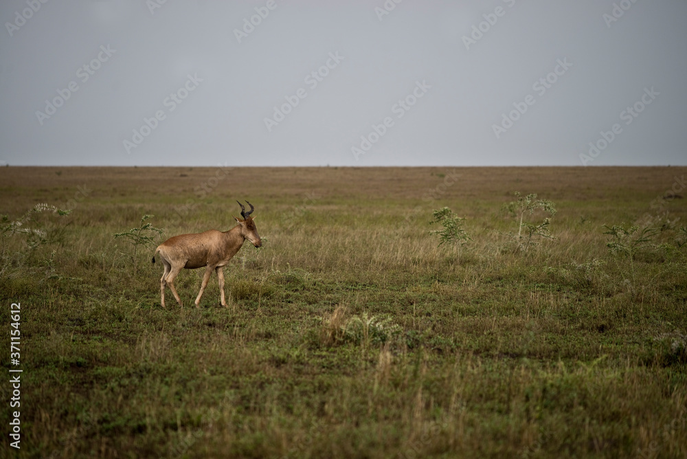 Hartebeest wandering in the Serengeti Hartebeest wandering in the Serengeti