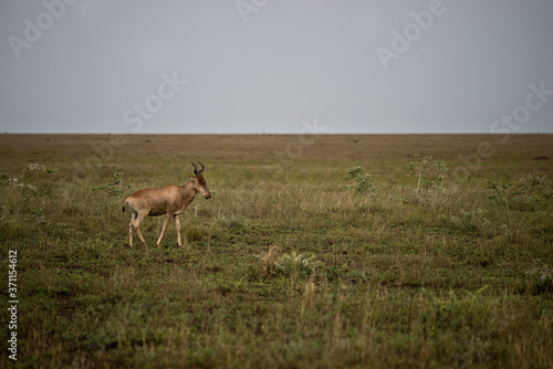 Hartebeest wandering in the Serengeti