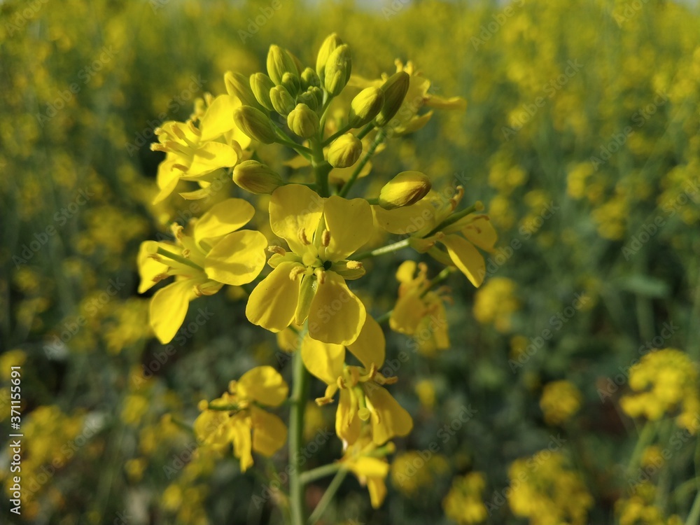 yellow rape field yellow rape field