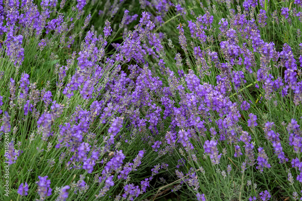 Fototapeta premium Blooming lavender field in Hungary.