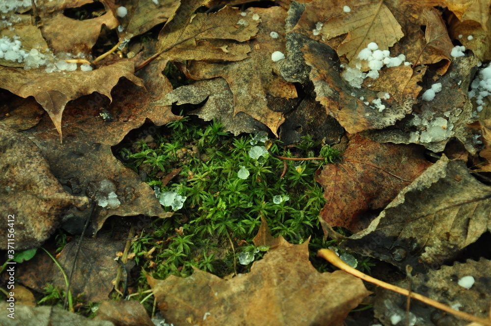 moss on the tree moss on the tree