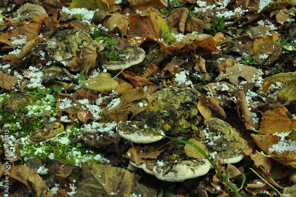 moss on the stump moss on the stump
