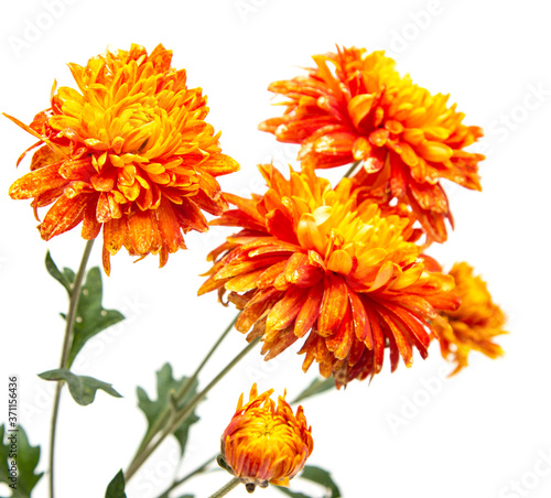 orange chrysanthemum flower on white background