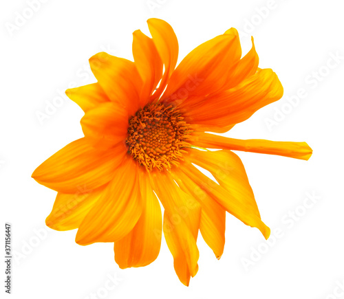 Принти на полотні orange flower on white background