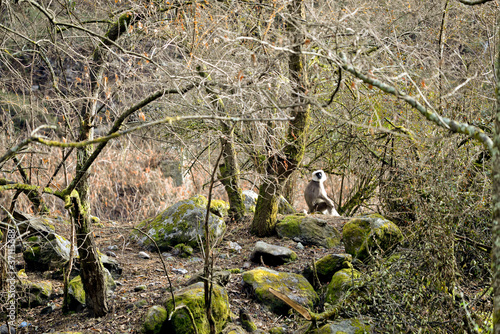 Nepal Gray Langur in the Lantang Valley