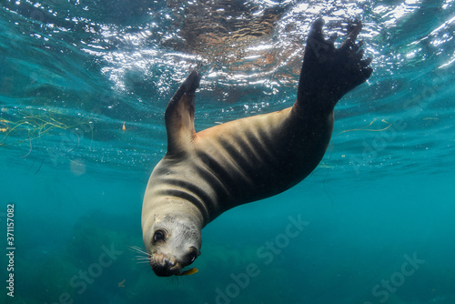 sea lion swimming