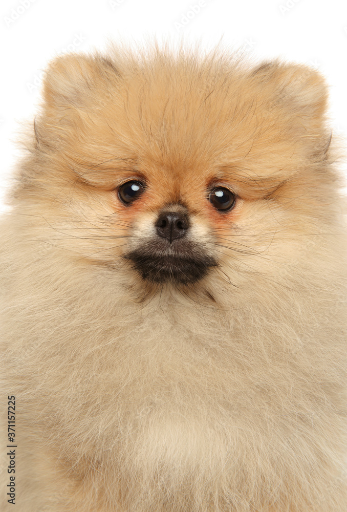 Obraz premium Close-up of Pomeranian Spitz puppy