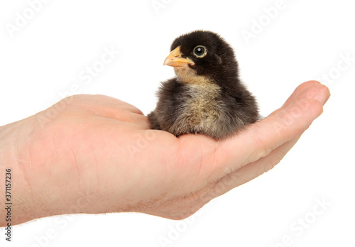 Man holds black chick in hands