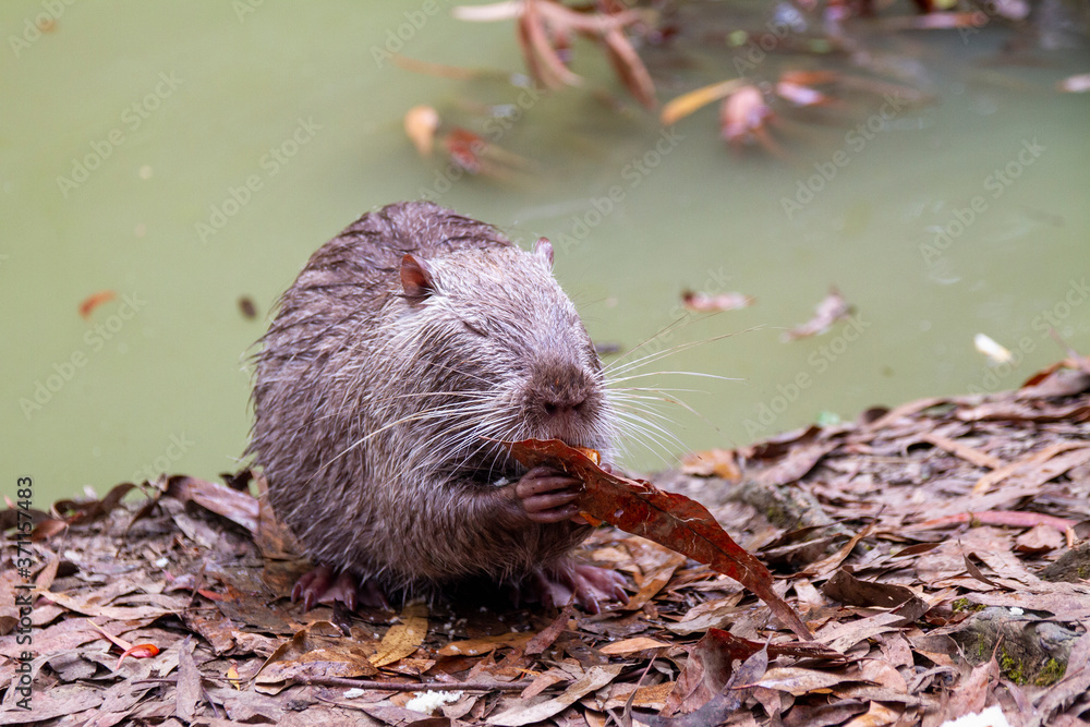 Wet nutria eats bread on the shore of a pond Wet nutria eats bread on the shore of a pond