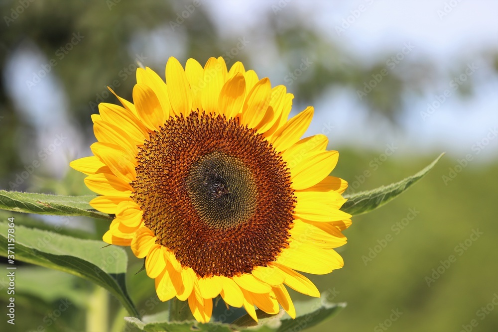 Fototapeta premium 夏の馬見丘陵公園