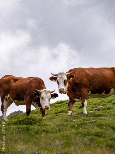 Two brown and white checked cows in the alps on a Green meadow in the Italian alps. Organic livestock of beef in the alps. 
