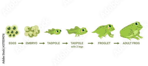 Frog life cycle. Egg masses, tadpole, froglet, frog metamorphosis. Wild water animals, evolution development toads cartoon vector diagram. Illustration amphibian, frog development