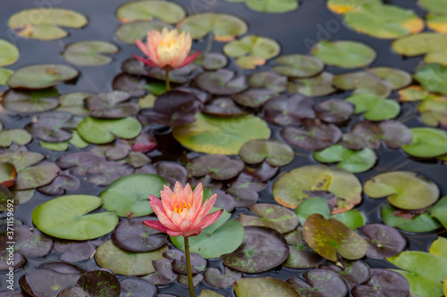 Water Llily Flower (Lotus ) 