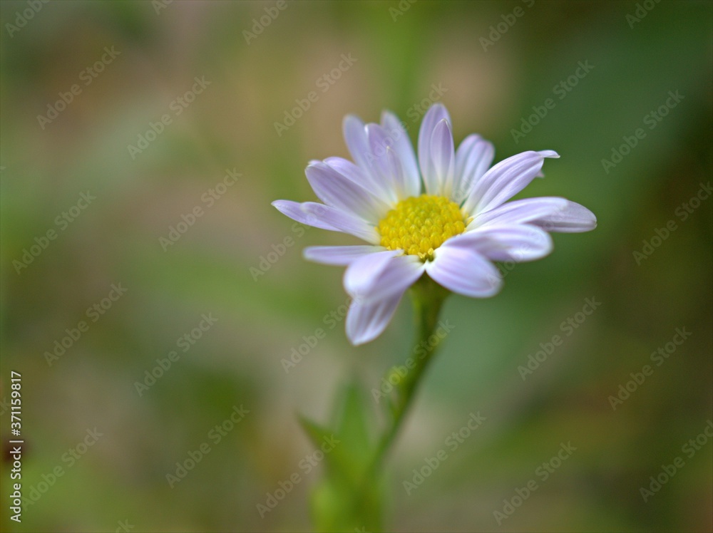 Closeup white petals of common daisy flower plants in the garden with green blurred background ,macro image, sweet color for card design,soft focus Closeup white petals of common daisy flower plants in the garden with green blurred background ,macro image, sweet color for card design,soft focus