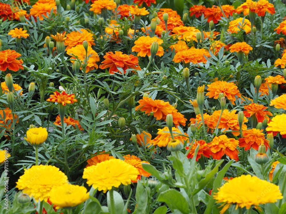 flower bed in the garden with yellow-orange flowers