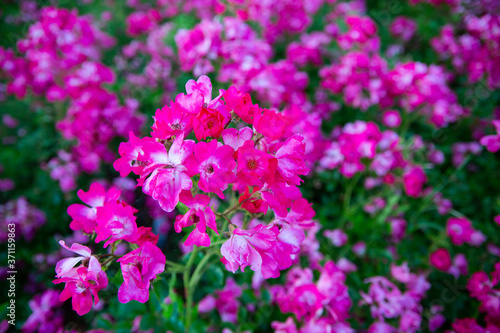 Blooming pink flowers in a garden, park, meadow, close up.