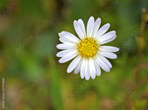 Closeup white petals of common daisy flower plants in the garden with green blurred background  macro image  sweet color for card design soft focus