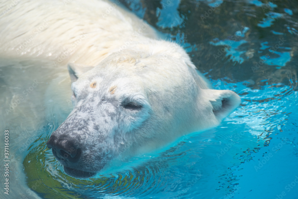 Naklejka premium 可愛いシロクマ