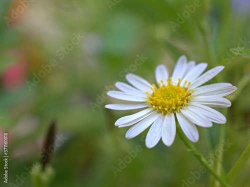 Fototapeta Naklejka Na Ścianę i Meble -  Closeup white petals of common daisy flower plants in the garden with green blurred background ,macro image, sweet color for card design,soft focus