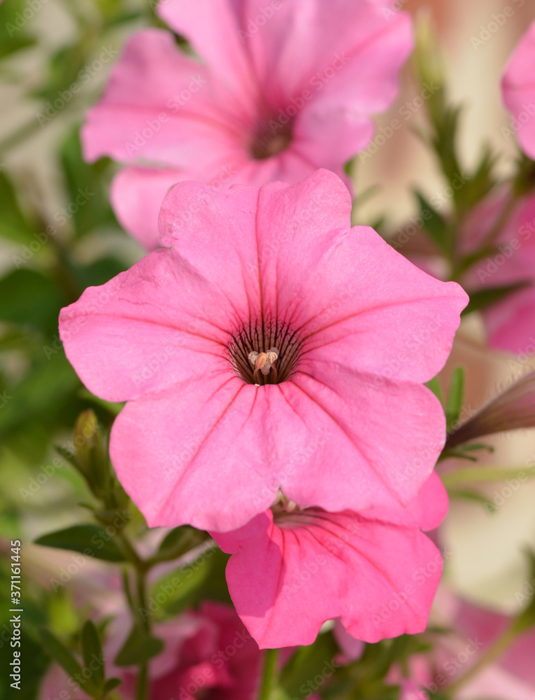 Geranium Geranium