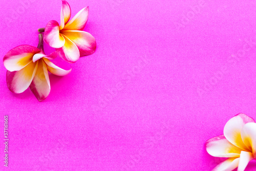 Fototapeta Naklejka Na Ścianę i Meble -  colorful flowers frangipani local flora of asia in spring season arrangement  flat lay postcard style on background pink