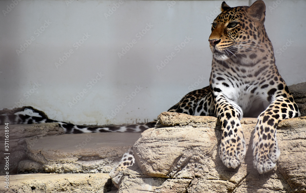 Obraz premium ヒョウ